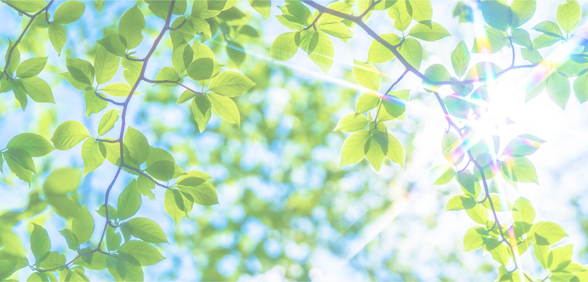 Eco-Friendly Plastics from Japan, even if you burn them.2